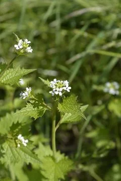 Garlic mustard Stock Photos