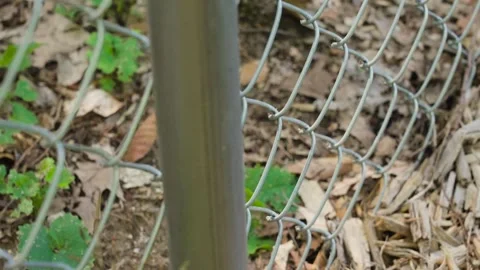 Garlic Mustard sprouting through a fence in Michigan. 库存影片 343062100