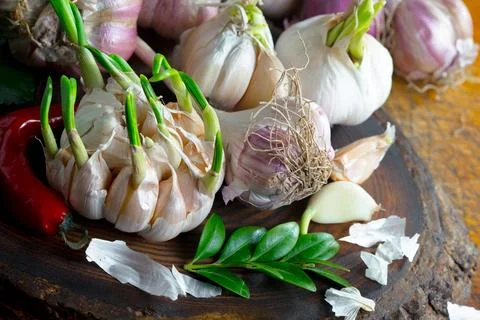 Garlic on old background Stock Photos