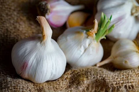 Garlic on old background Stock Photos