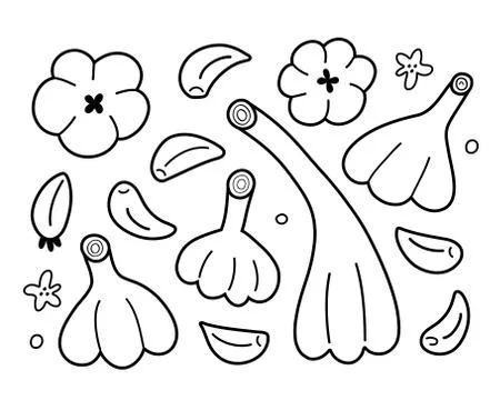 Garlic outline set, vector illustration of garlic bulbs and cloves isolated on Stock Illustration