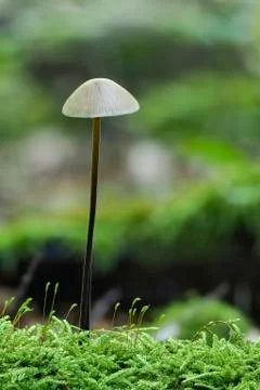 The Garlic Parachute (Mycetinis alliaceus) is an edible mushroom Stock Photos