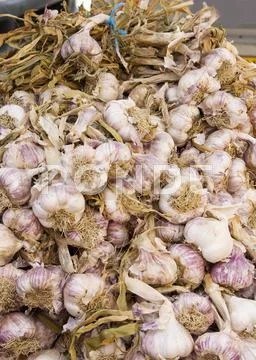 Garlic Stock Photos