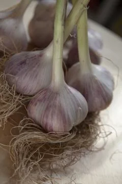 Garlic Stock Photos