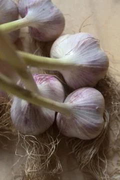 Garlic Stock Photos