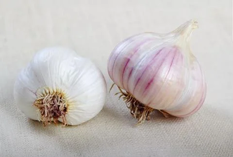 Garlic Stock Photos