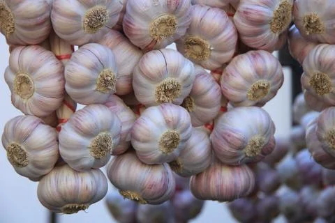 Garlic Stock Photos
