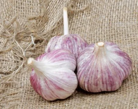 Garlic Stock Photos