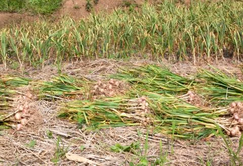 Garlic Stock Photos