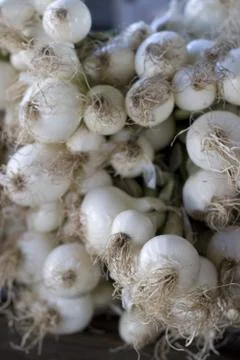 Garlic Stock Photos