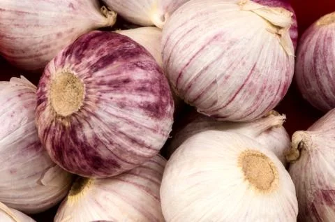 Garlic. Stock Photos