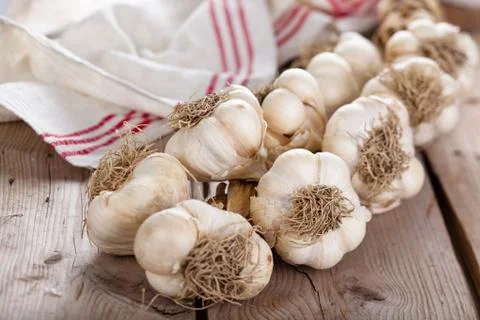 Garlic. Stock Photos