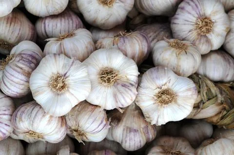 Garlic Stock Photos