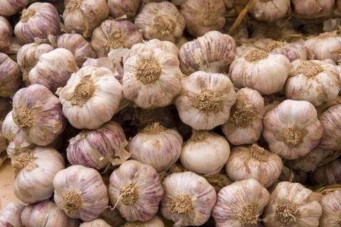 Garlic Stock Photos