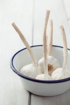 Garlic Foto stock