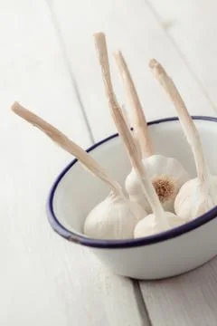 Garlic Stock-Fotos
