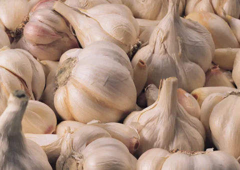 Garlic Stock Photos
