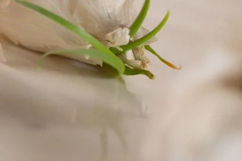Garlic Stock Photos
