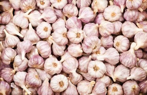 Garlic Stock Photos