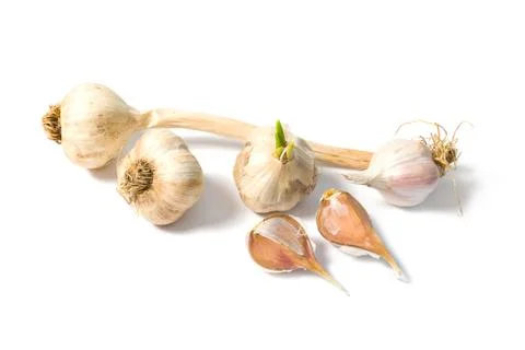 Garlic. Stock Photos