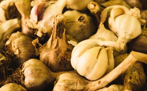 Garlic Stock Photos