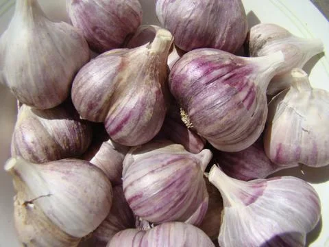 Garlic 스톡 사진