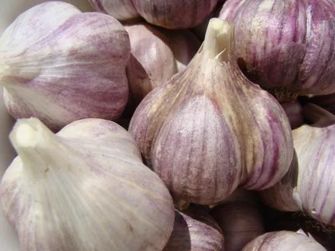 Garlic Stock Photos