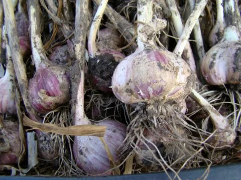 Garlic 스톡 사진