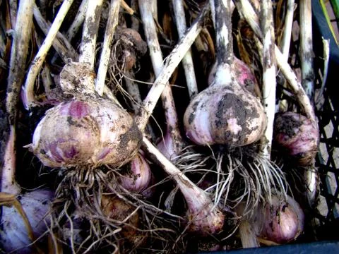 Garlic Foto stock