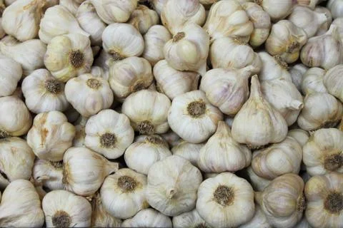 Garlic Stock Photos
