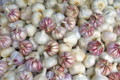Garlic Stock Photos