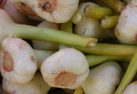 Garlic Stock Photos