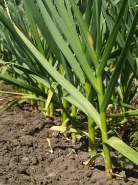 Garlic 스톡 사진