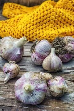 Garlic Stock Photos