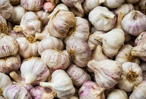 Garlic Stock Photos