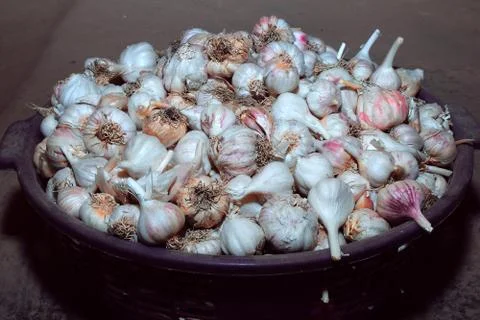 Garlic Stock Photos