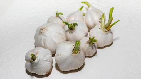 Garlic Stock Photos