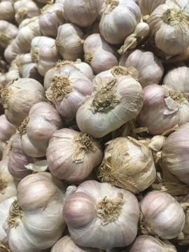 Garlic 写真素材