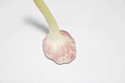 Garlic Fotos de archivo