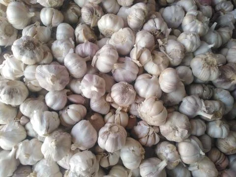 Garlic  Stock Photos