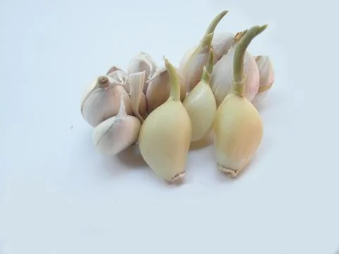 Garlic Stock Photos