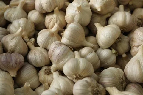 Garlic Stock Photos
