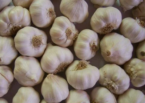 Garlic Stock Photos