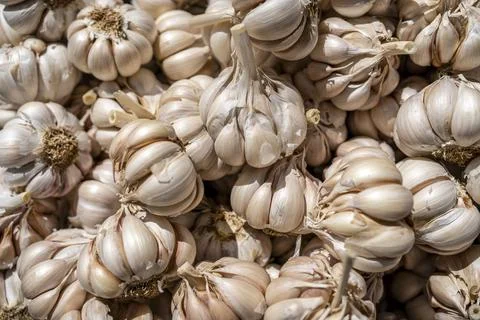 Garlic Stock Photos