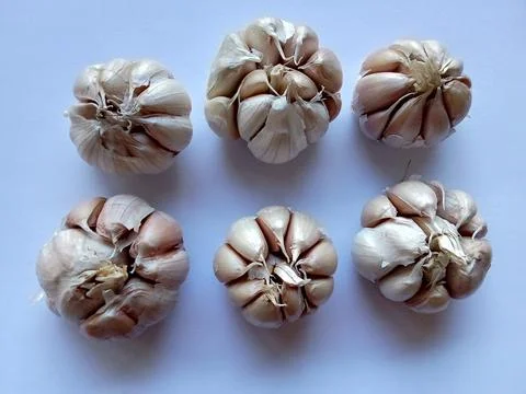 Garlic Fotos de archivo