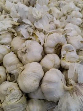 Garlic Foto stock