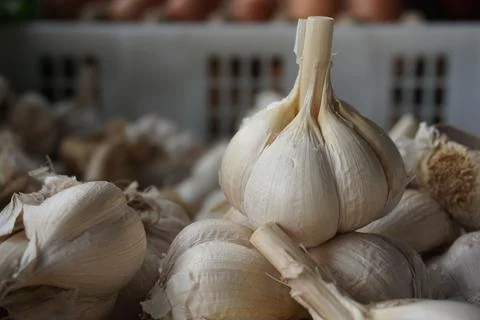Garlic Foto stock