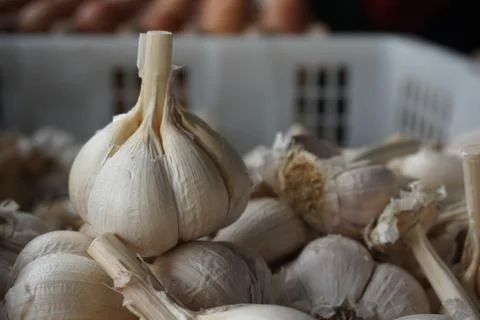 Garlic Stock Photos