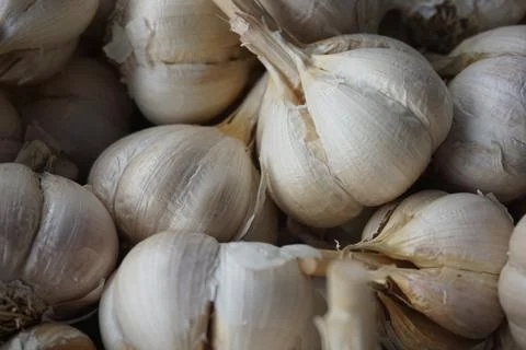 Garlic Stock Photos