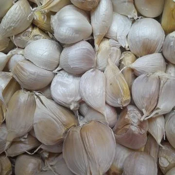 Garlic Foto stock